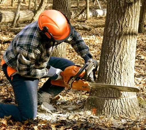 Tree Removal in Coplay, PA